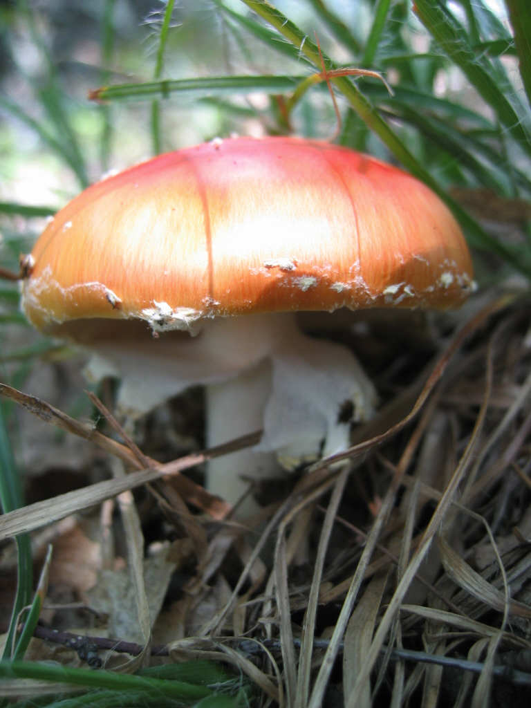 Amanita interessante